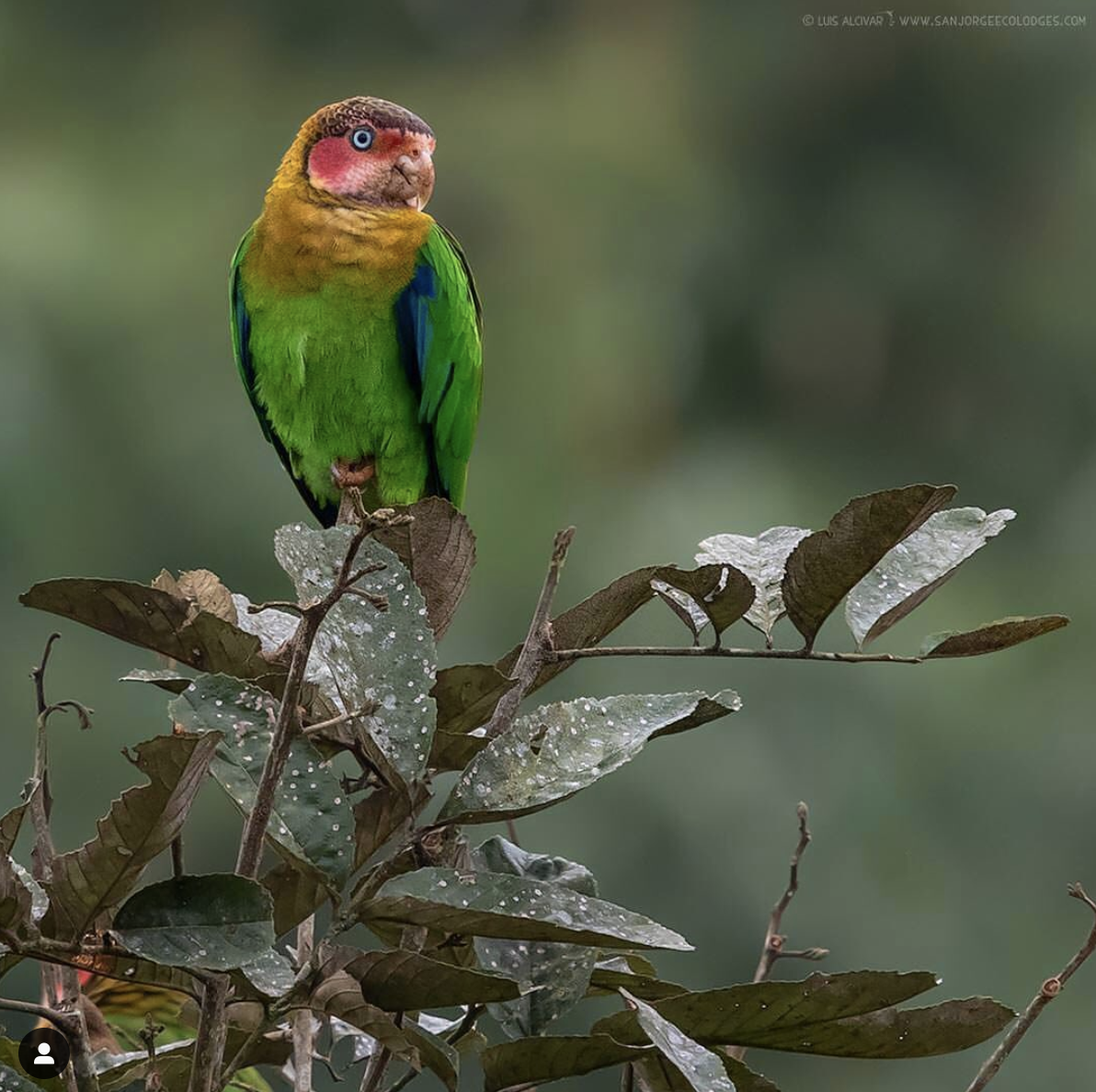 Rose-faced Parrot - Jorge Luis Cruz Alcivar - Magic Birding Tours