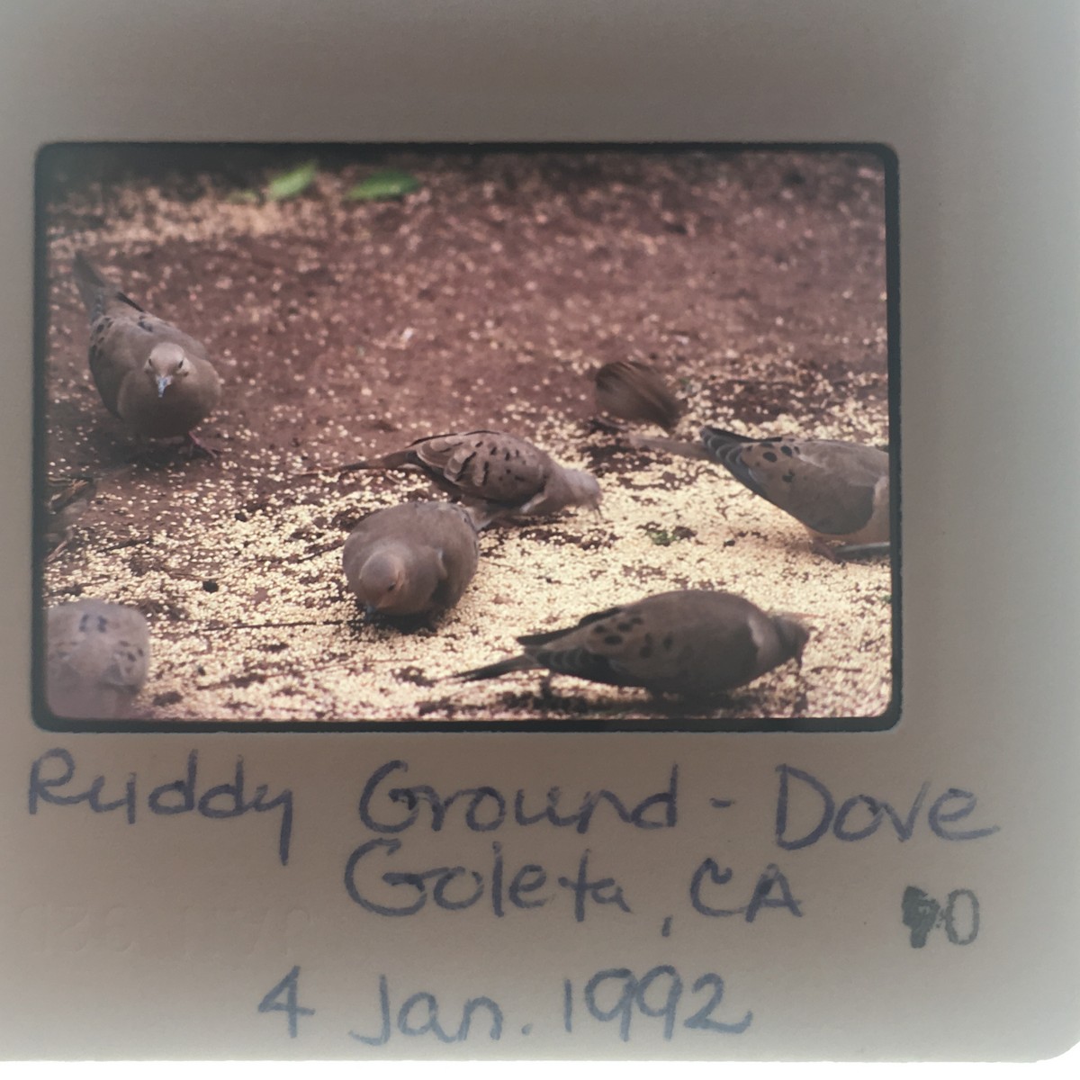 Ruddy Ground Dove - Shawneen Finnegan