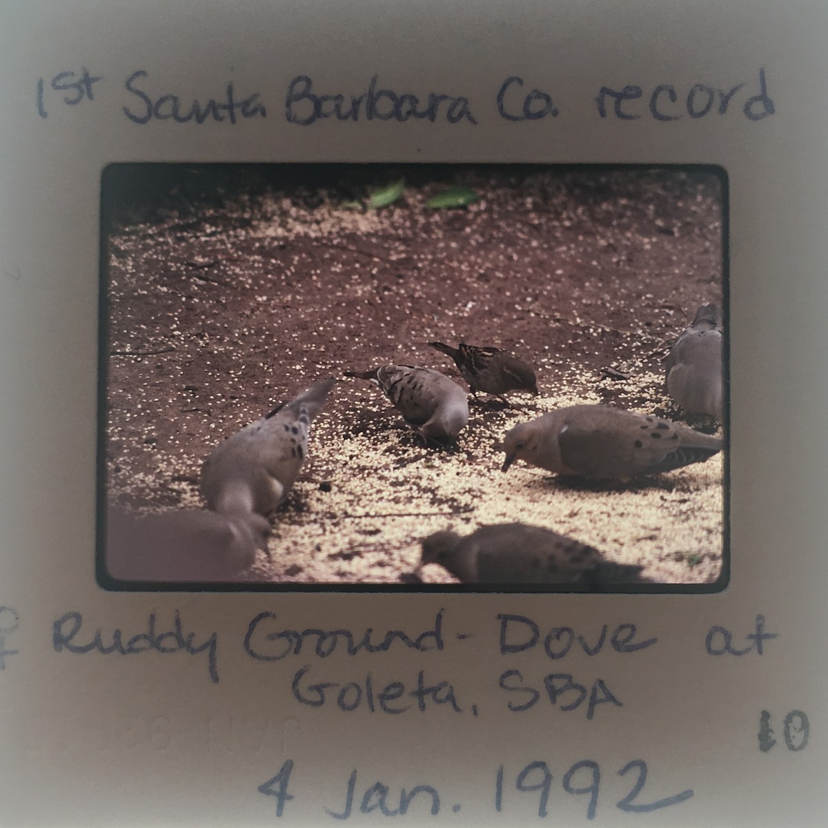 Ruddy Ground Dove - Shawneen Finnegan