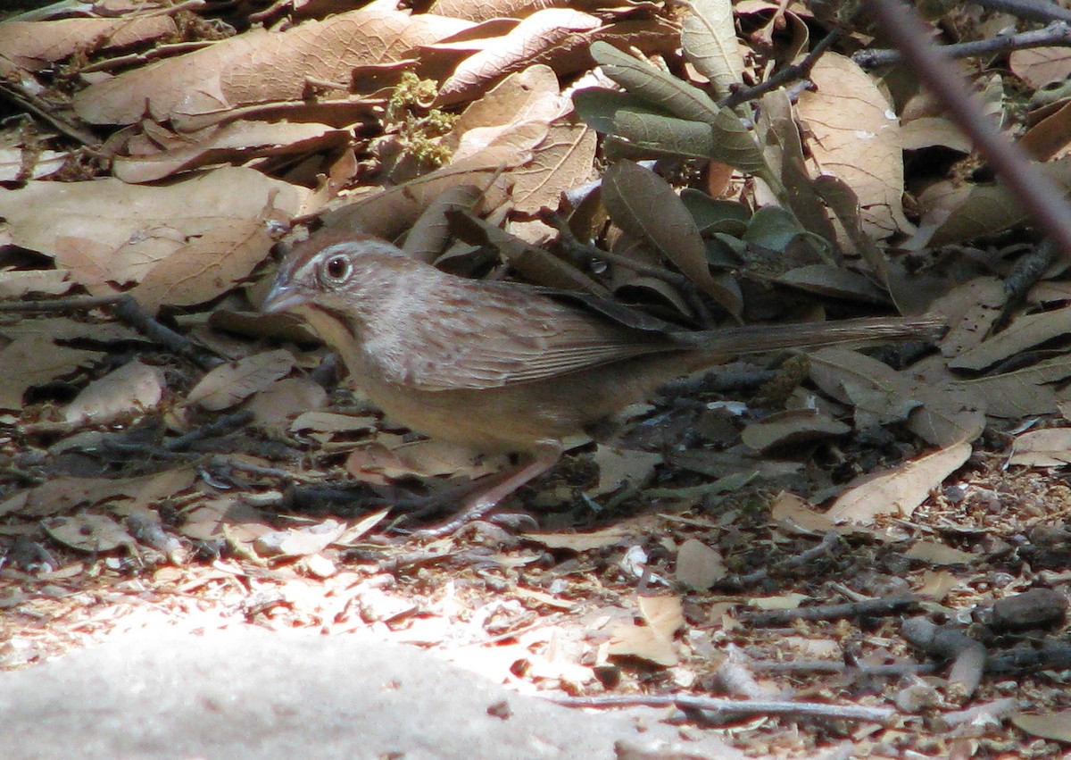 Rufous-crowned Sparrow - ML167937261