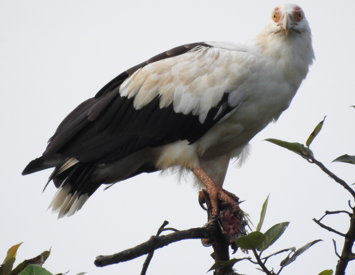 Palm-nut Vulture - Andy Frank