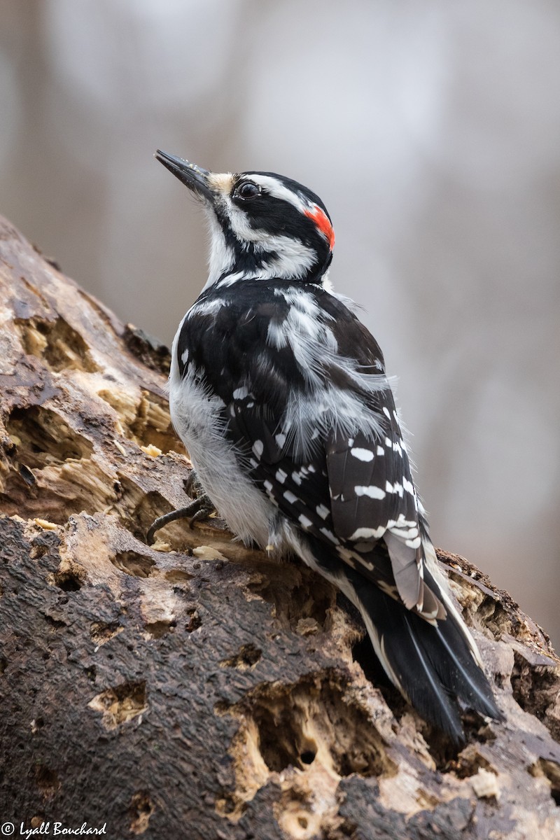 Hairy Woodpecker - Lyall Bouchard