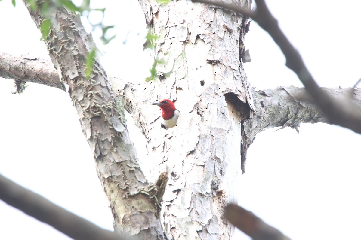 Red-headed Woodpecker - ML167940311
