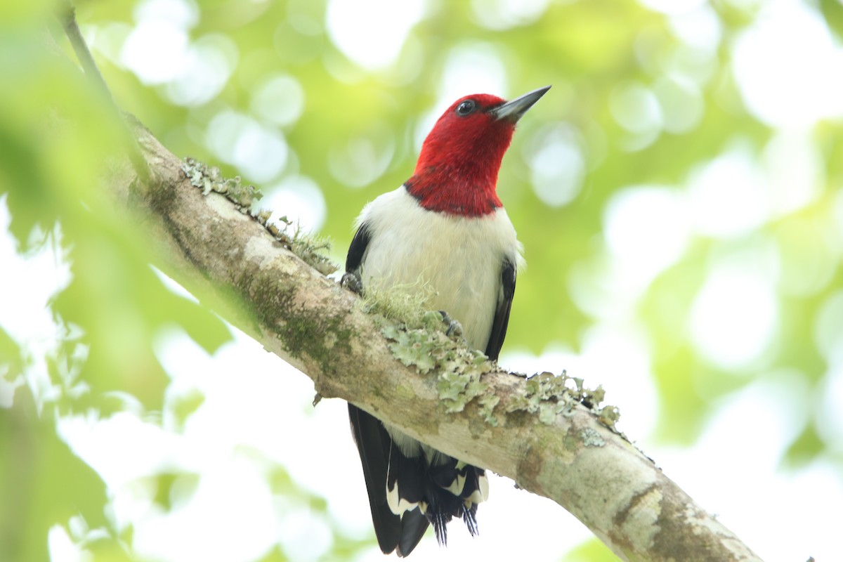 Red-headed Woodpecker - ML167940321
