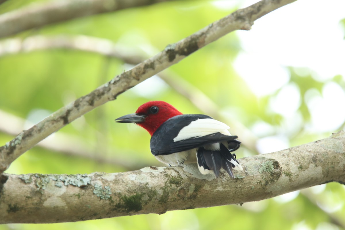 Red-headed Woodpecker - ML167940331