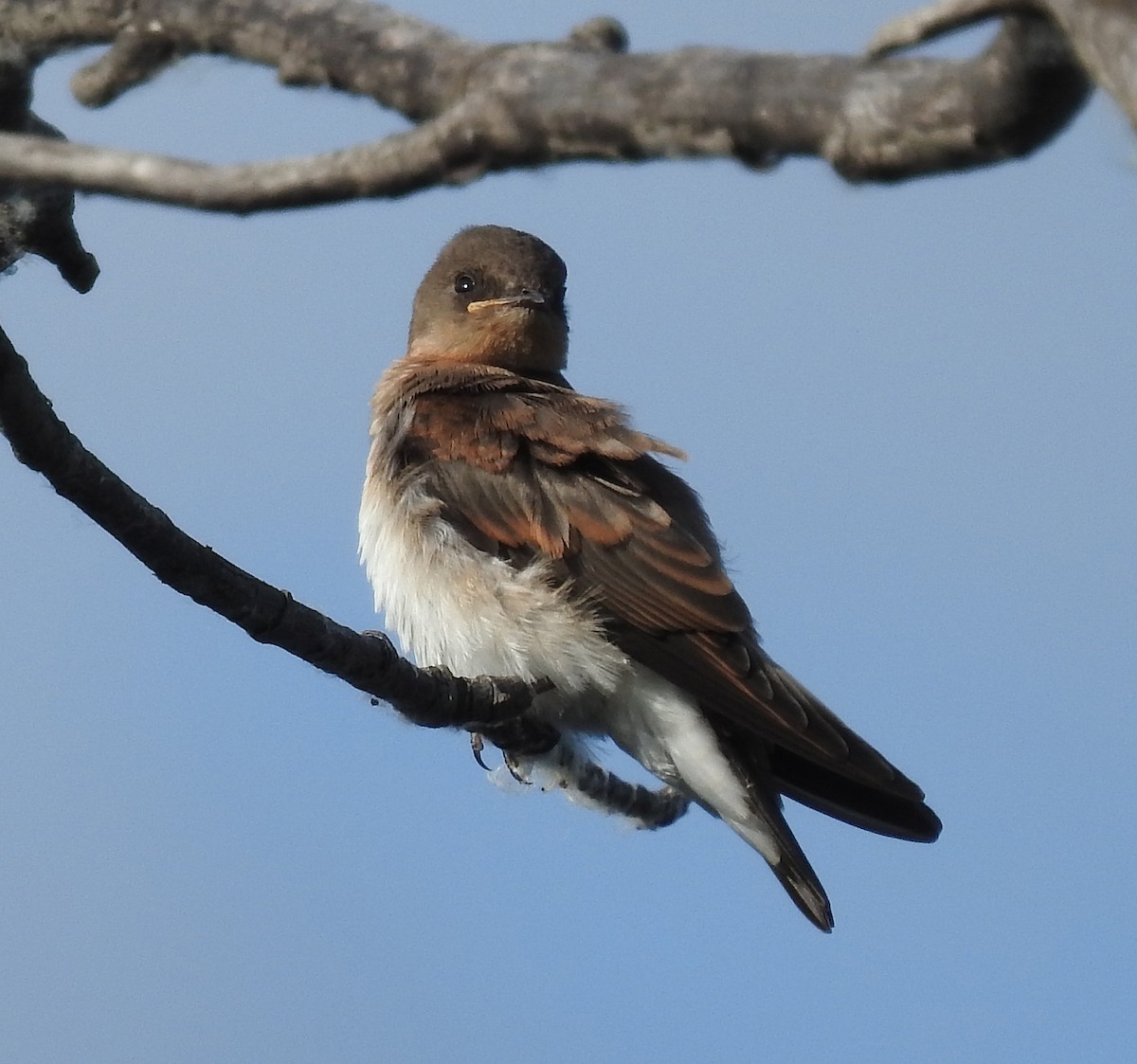 Northern Rough-winged Swallow - ML167942351