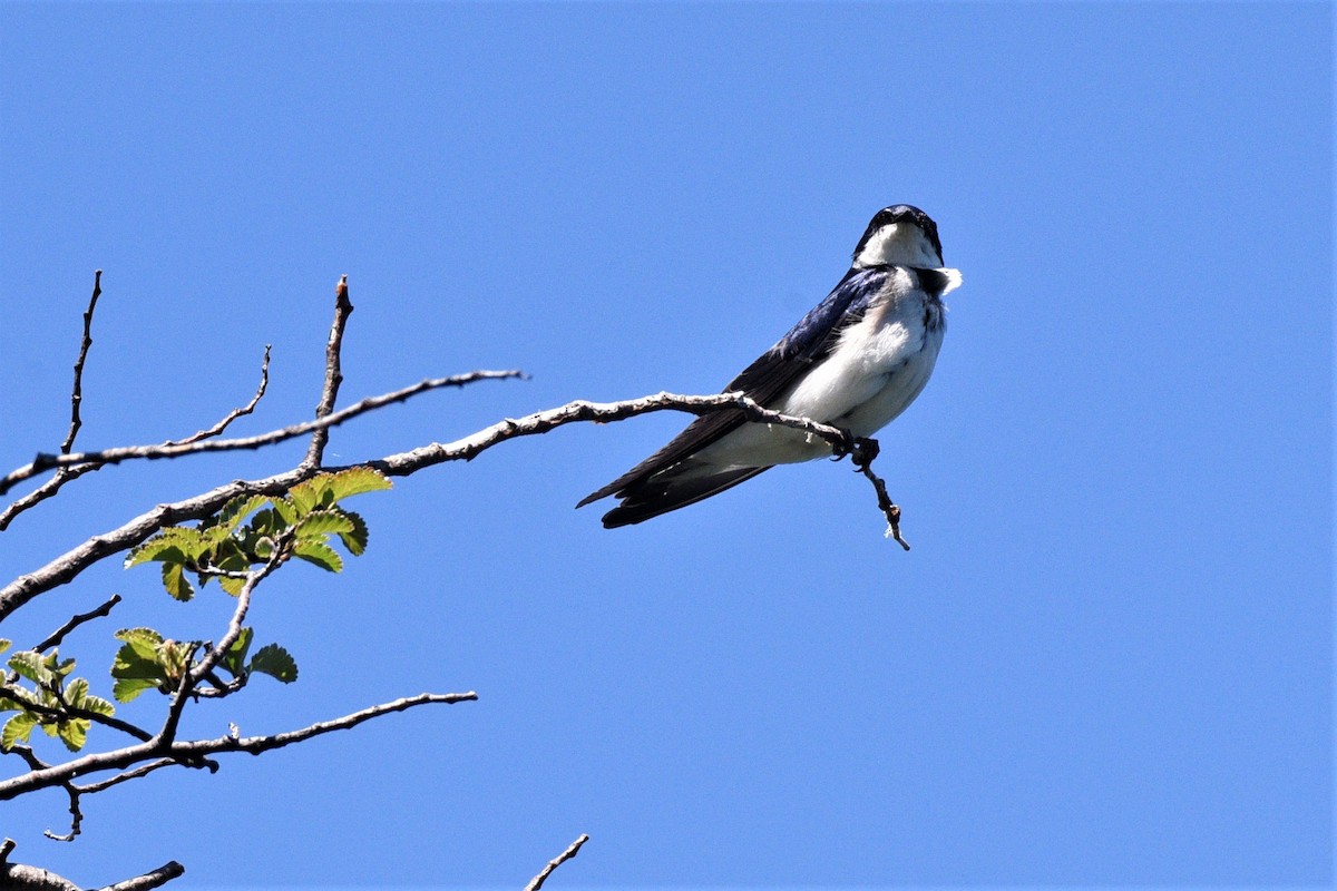 Blue-and-white Swallow - Juan Pastor Medina Avilés