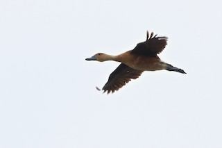 Fulvous Whistling-Duck, ML167946771