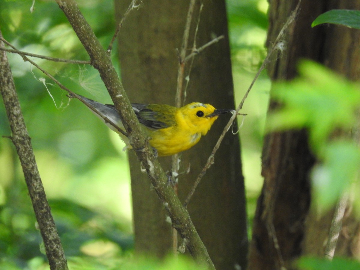Prothonotary Warbler - ML167948071