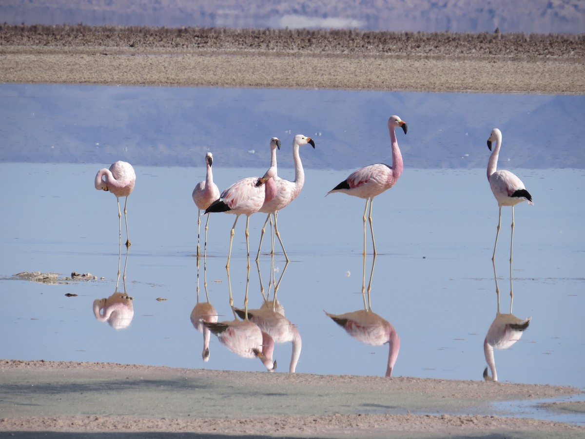 Andean Flamingo - ML167951801