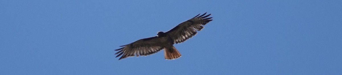 Red-tailed Hawk - ML167952371