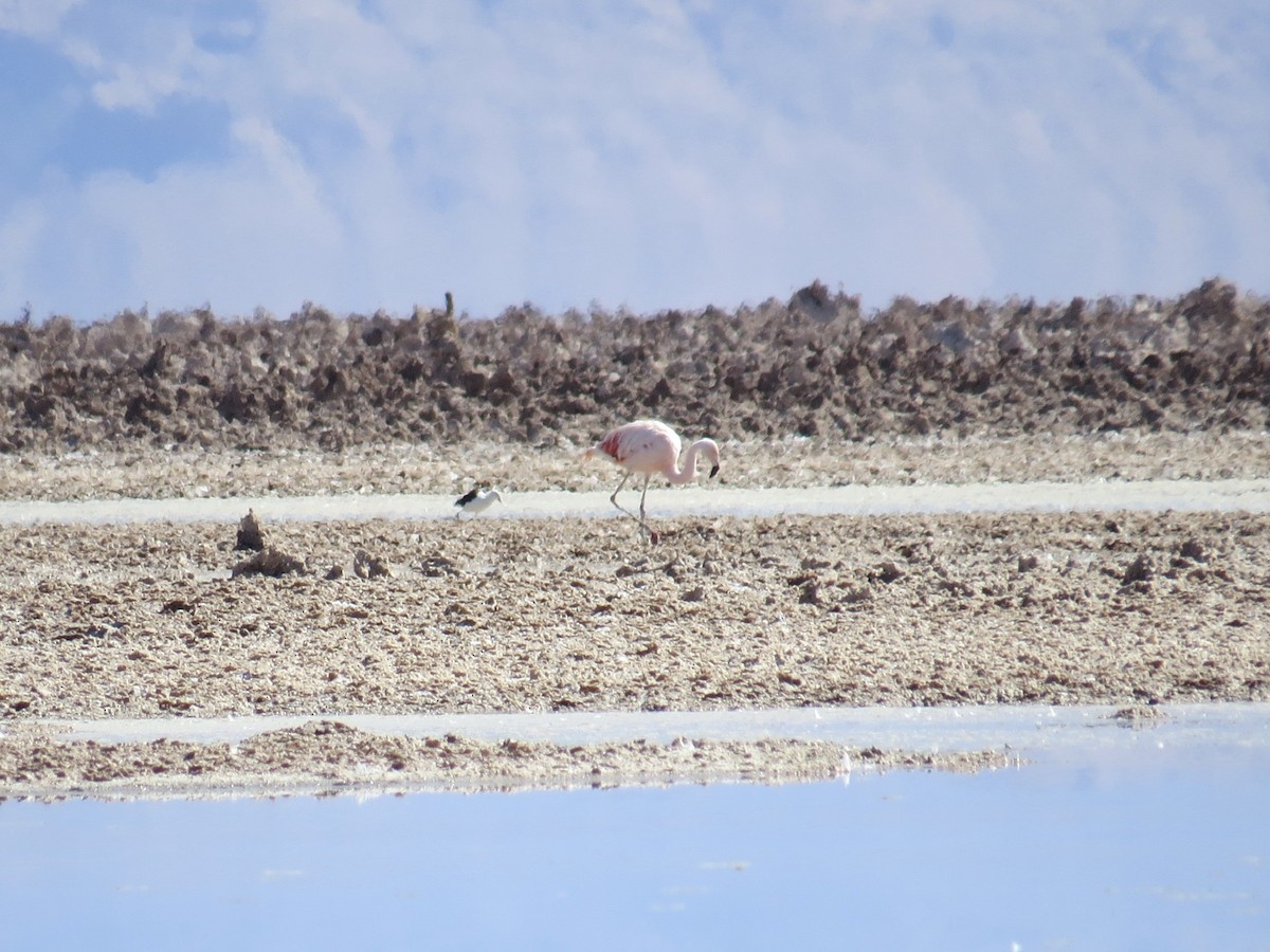 Chilean Flamingo - ML167952581