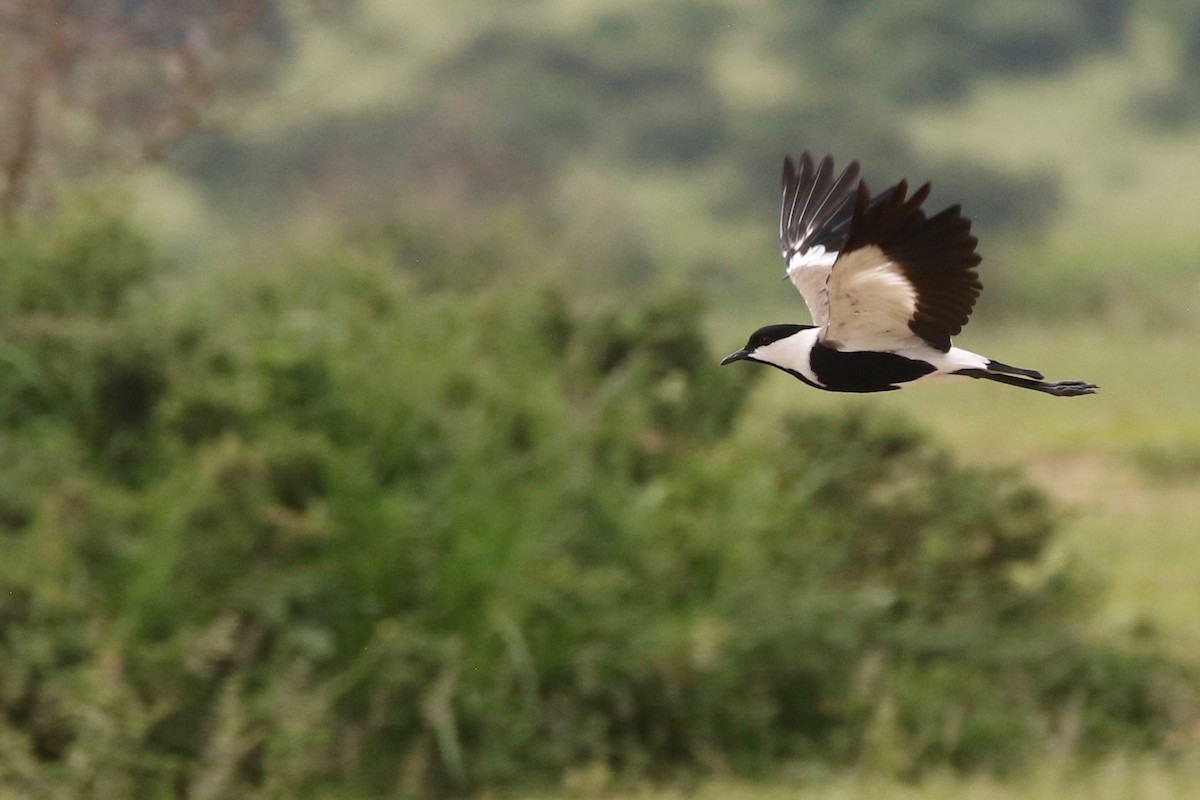 Spur-winged Lapwing - Olivier Langrand