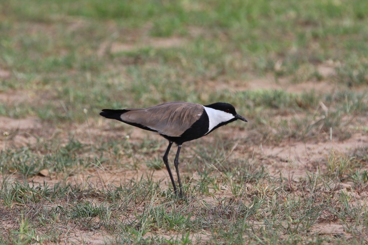 Spur-winged Lapwing - ML167954651