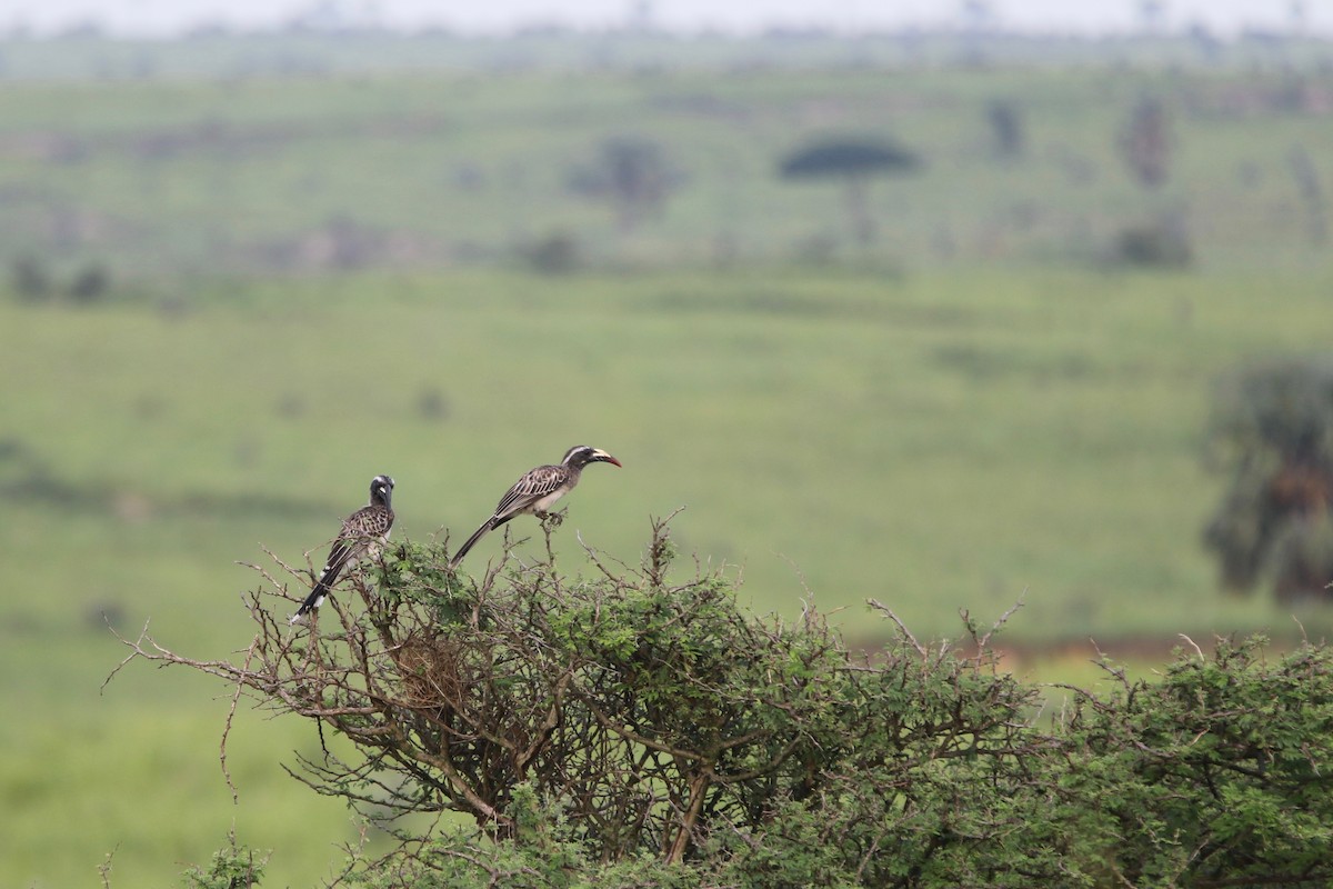 African Gray Hornbill - Olivier Langrand