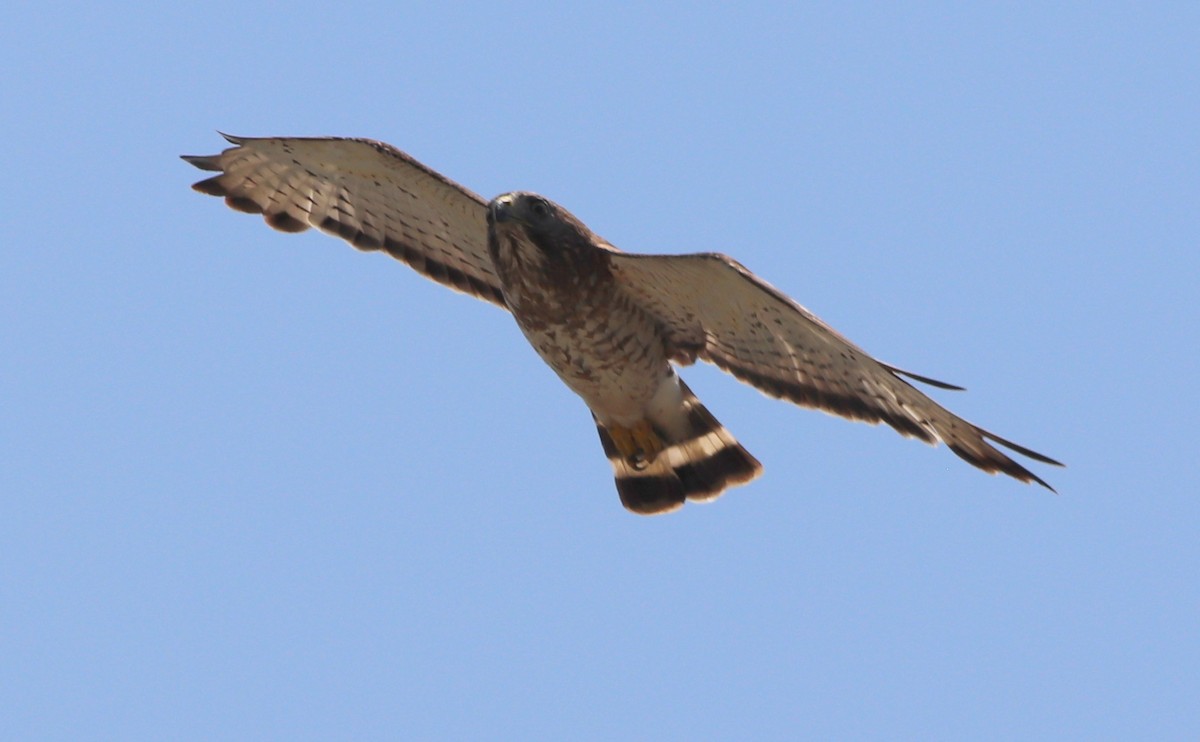 Broad-winged Hawk - Gary Leavens