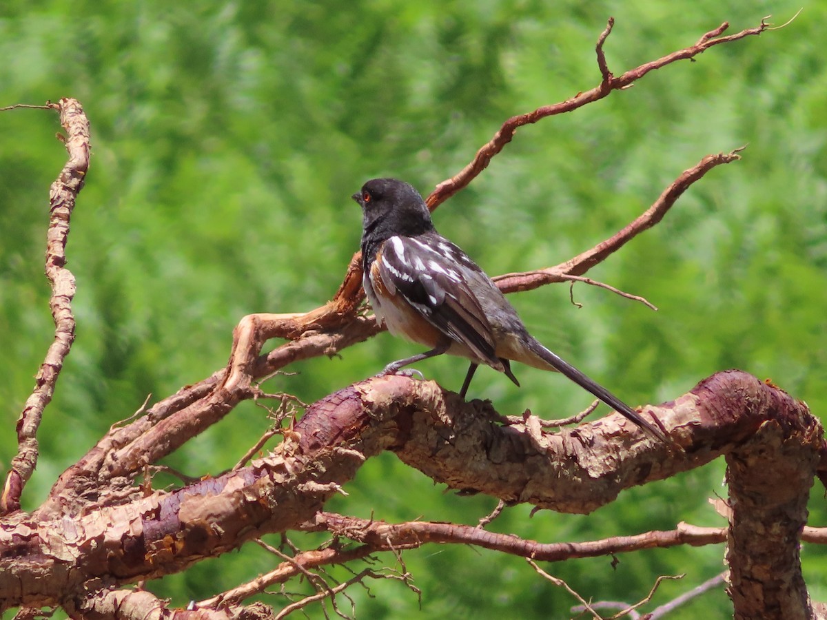 Spotted Towhee - ML167957061