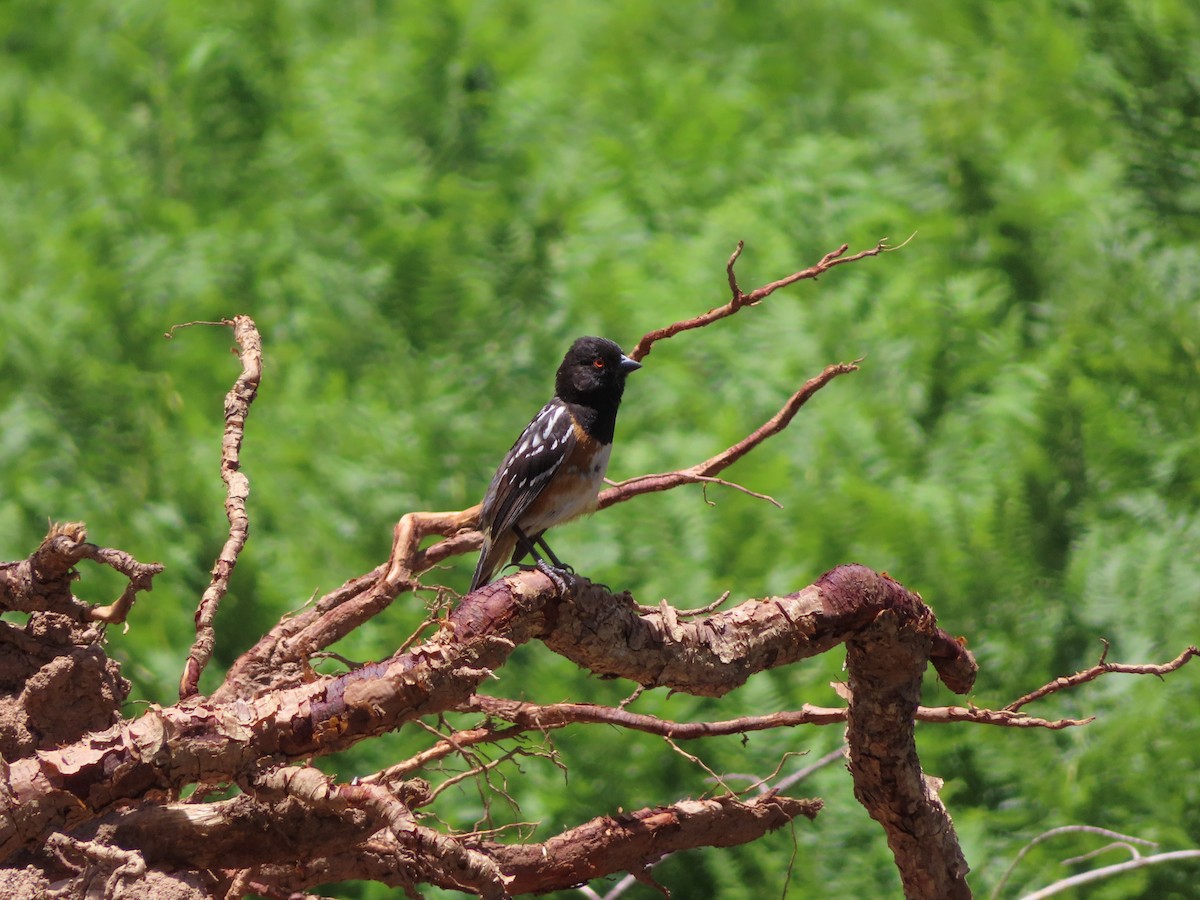 Spotted Towhee - ML167957151