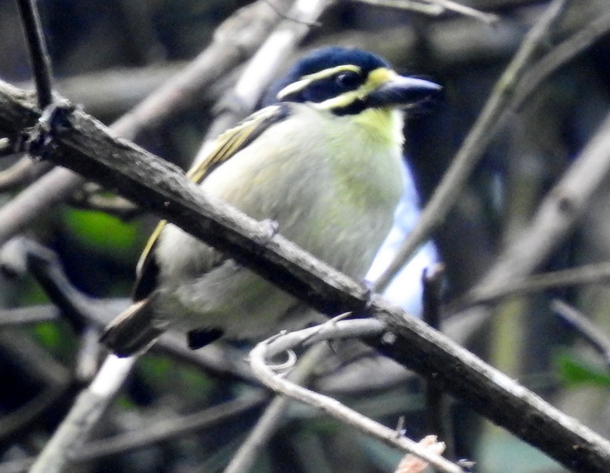 Yellow-throated Tinkerbird - ML167958081