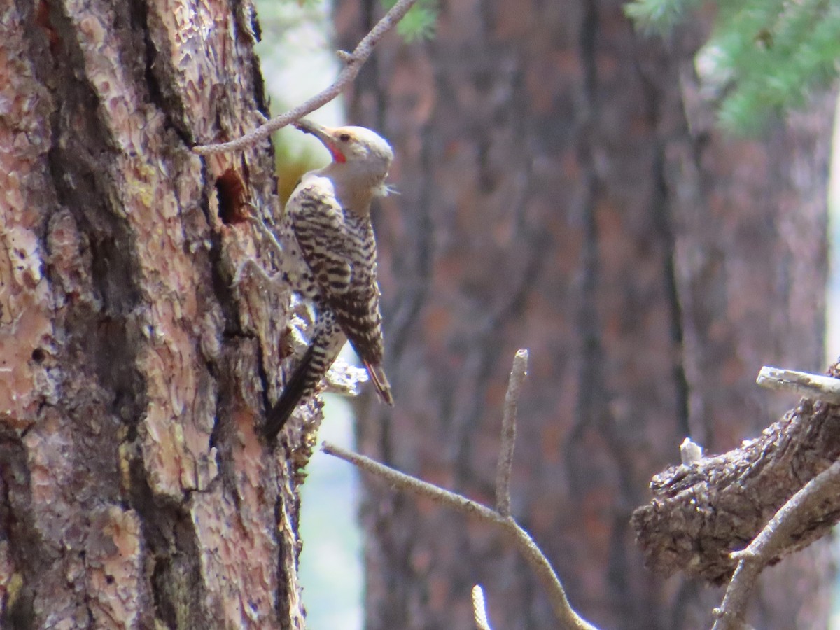 Northern Flicker (Red-shafted) - ML167962241