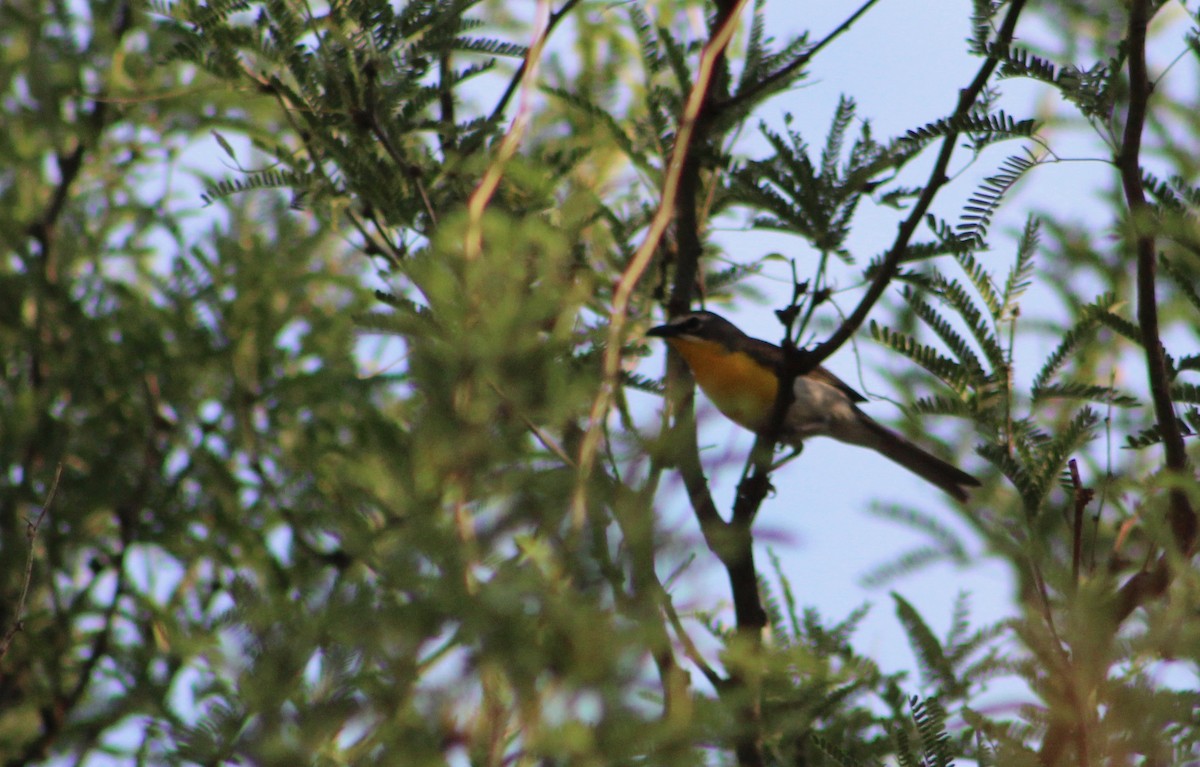 Yellow-breasted Chat - ML167964431