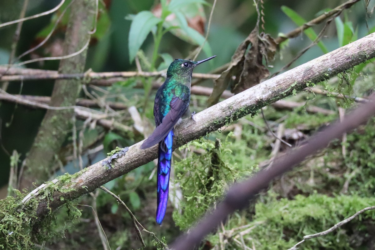 Violet-tailed Sylph - ML167967761