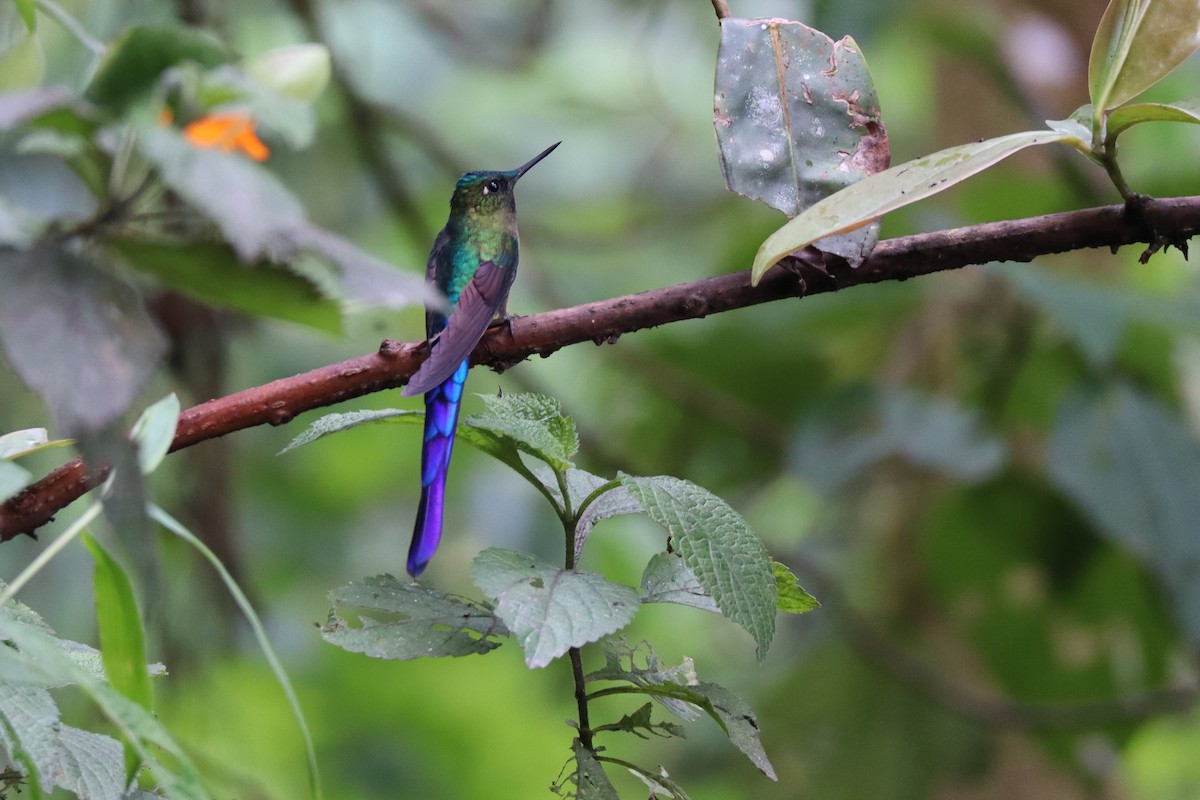 Violet-tailed Sylph - ML167967821