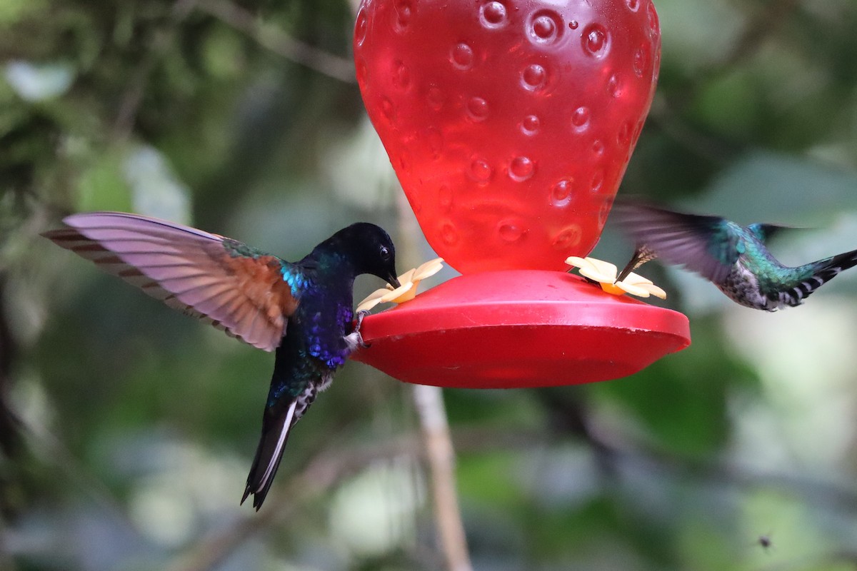 kolibřík hyacintový - ML167967871
