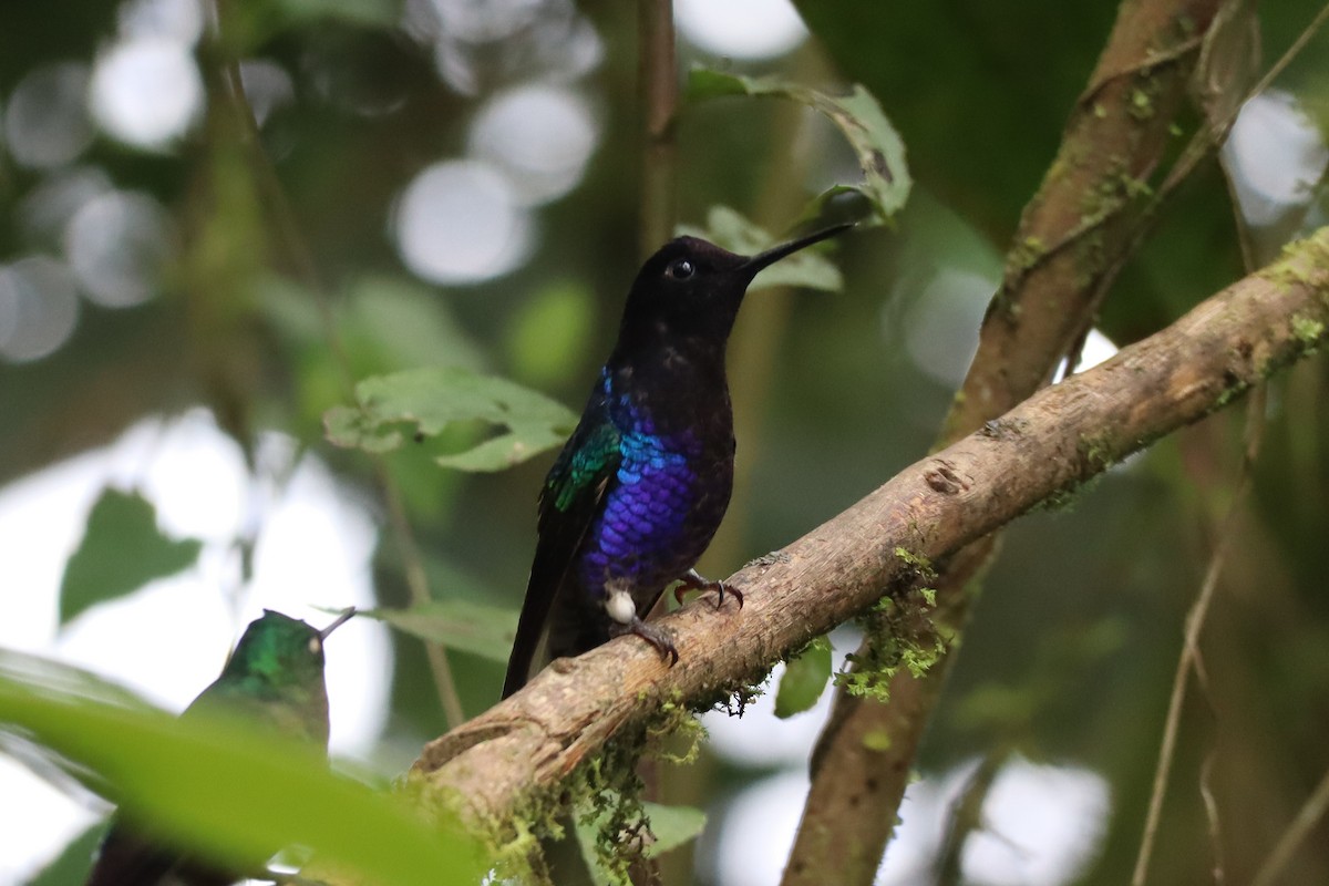 kolibřík hyacintový - ML167967911