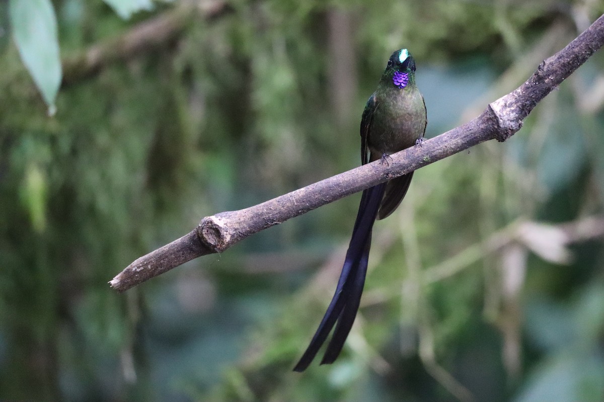 Violet-tailed Sylph - ML167967921