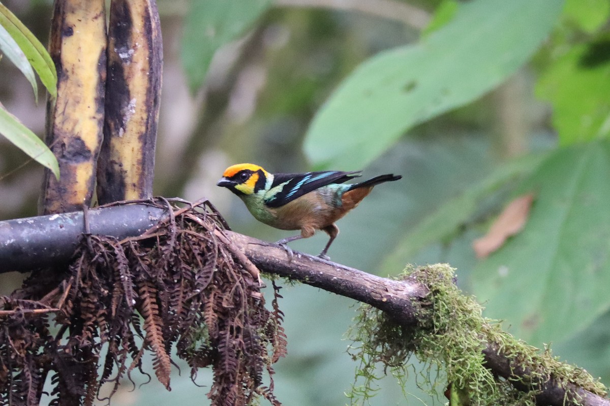 Flame-faced Tanager - ML167969431