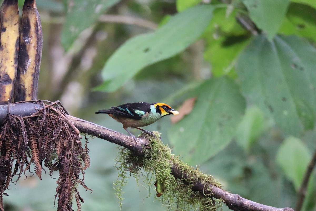 Flame-faced Tanager - Heidi Regier