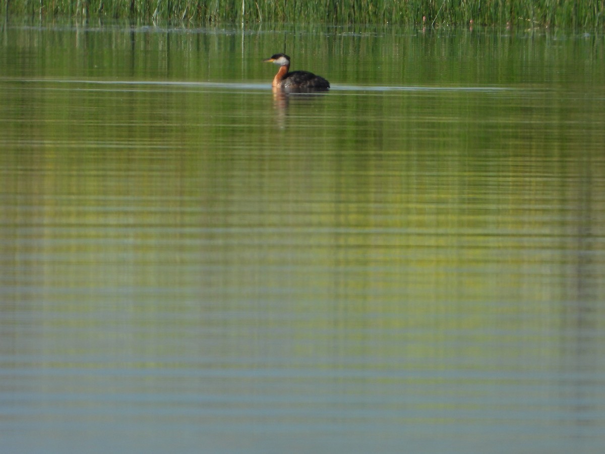 Red-necked Grebe - victor fesolowitz