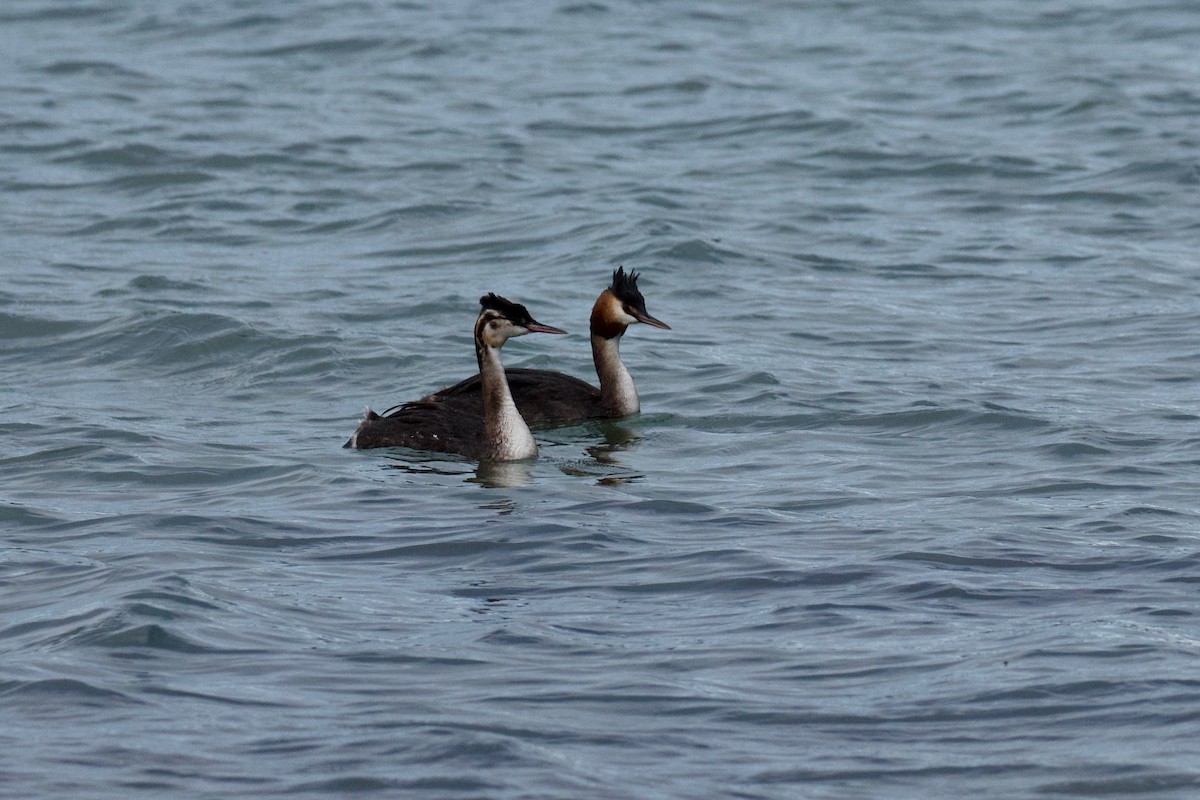 Great Crested Grebe - Karthic SS
