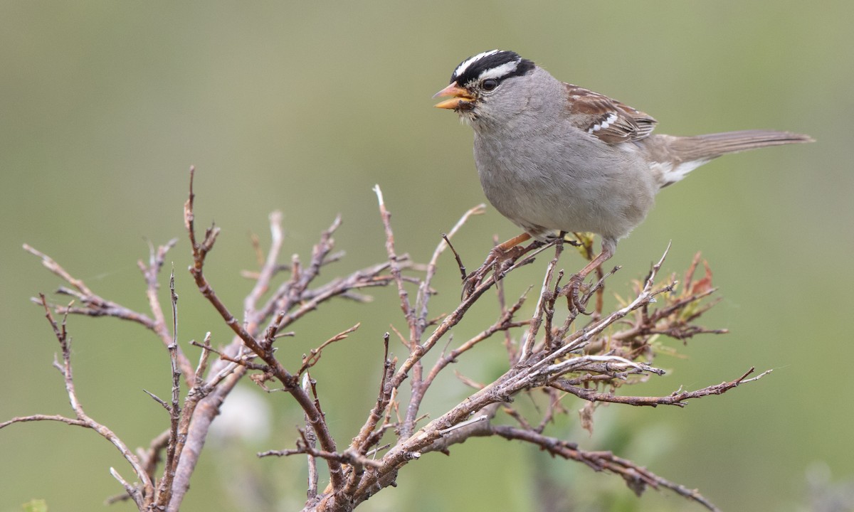 White-crowned Sparrow - ML167974601