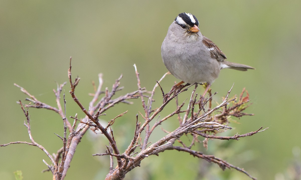 White-crowned Sparrow - ML167974611