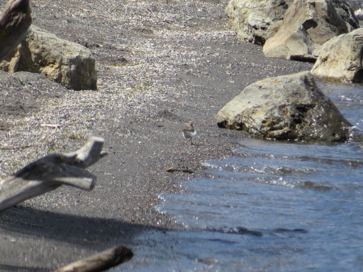 Spotted Sandpiper - james barry
