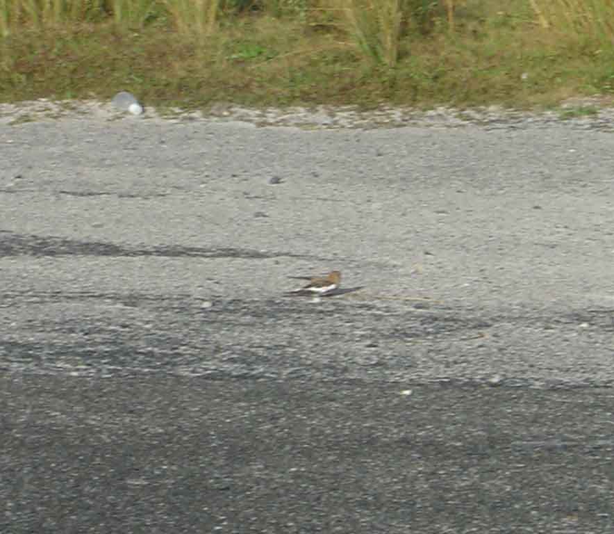 Snow Bunting - Midway Atoll NWR Historical Data