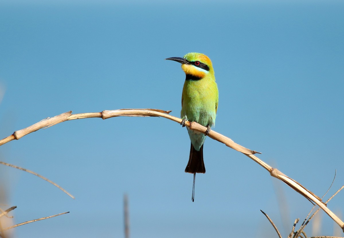 Rainbow Bee-eater - Stuart Kelly