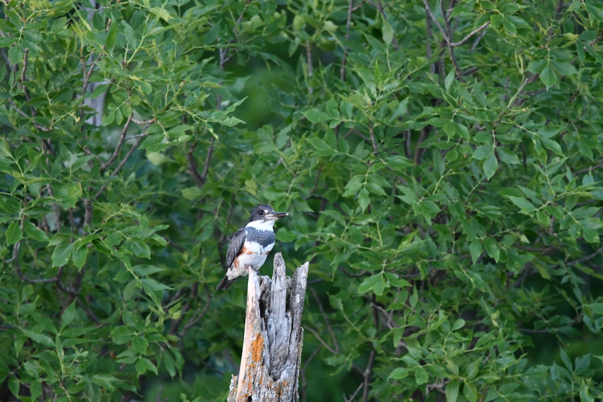 Belted Kingfisher - ML167986471