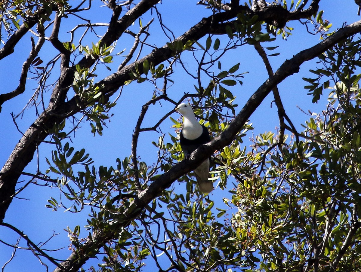 Black-banded Fruit-Dove - ML167986591
