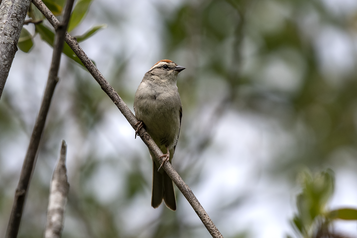 Chipping Sparrow - David Badke