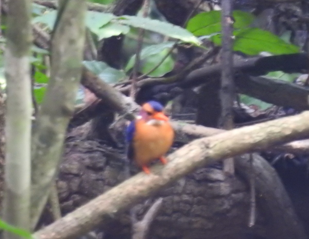 African Pygmy Kingfisher - ML167989821