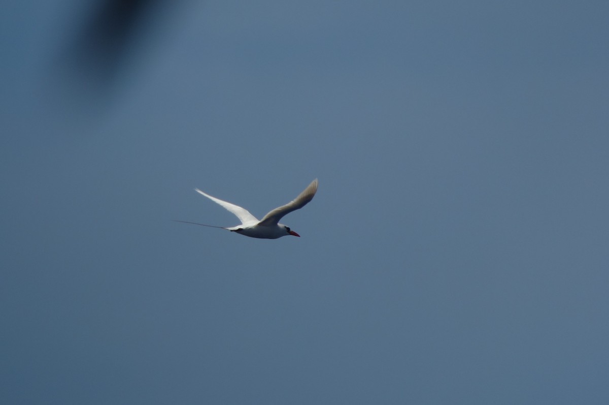 Red-tailed Tropicbird - ML167989981