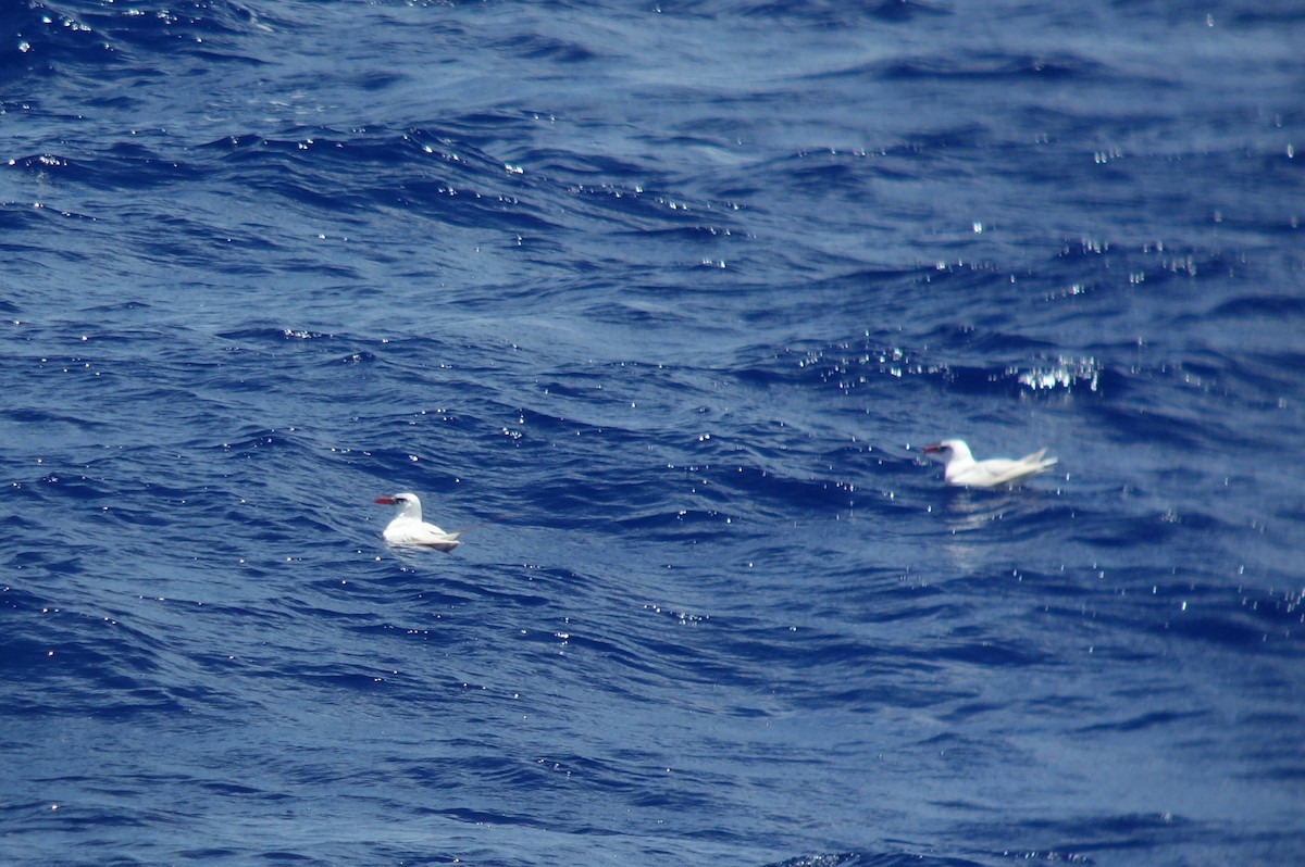 Red-tailed Tropicbird - ML167990001