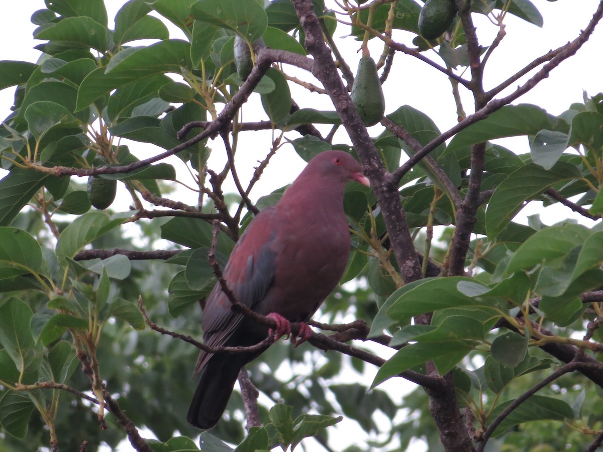 Red-billed Pigeon - Guillermo Funes