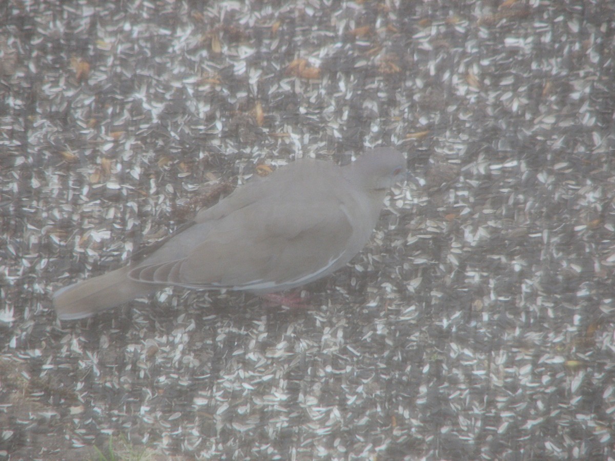 White-winged Dove - ML167990811