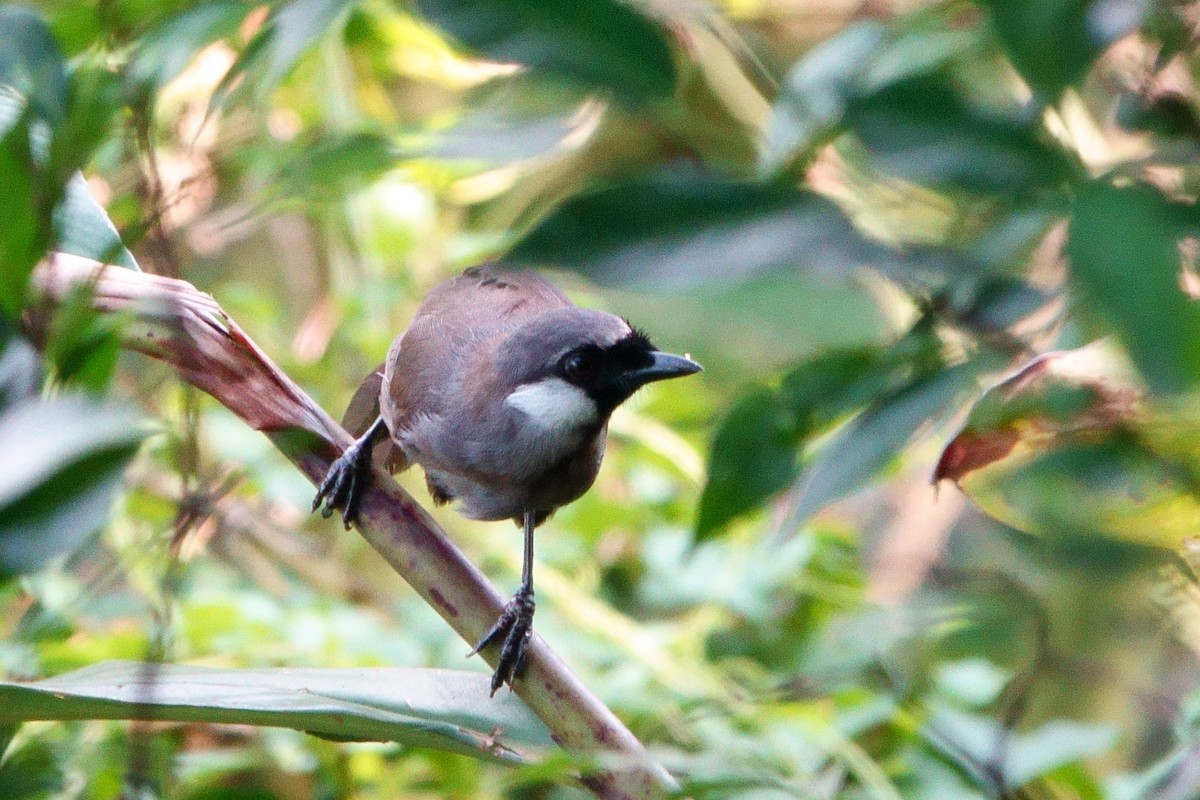 Black-throated Laughingthrush - ST Chien