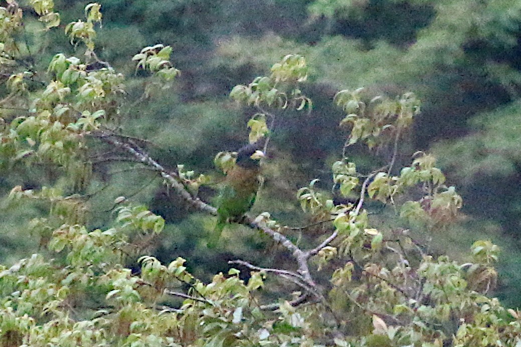 Great Barbet - Leith Woodall
