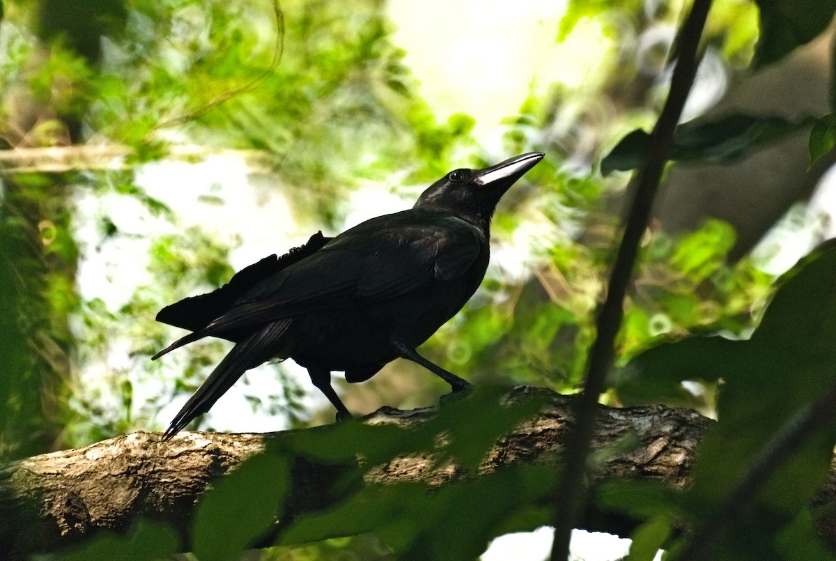 Large-billed Crow - Kian Guan Tay